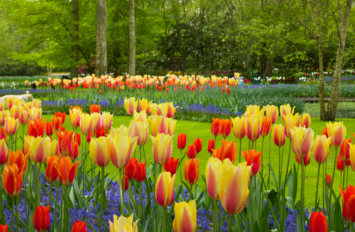 THP27: Tweede Hoogtepunte van Europatoer met Keukenhof